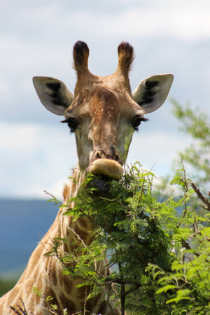 Giraffe eating tree leavesの写真素材