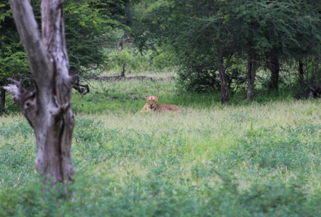 Lioness lying in the grassの写真素材