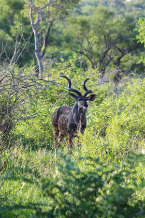 Young kudu bull standing in the bushの写真素材
