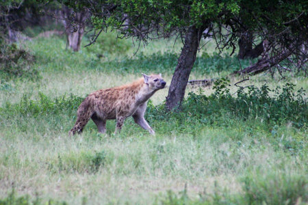 Spotted Hyena walking through the grassの写真素材
