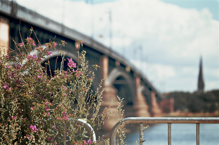 Flowers in front of a bridgeの写真素材