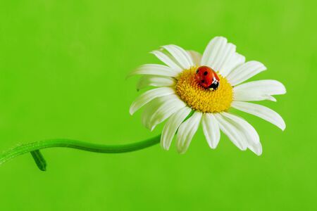 One red ladybug on a marguerite on a green background.の写真素材