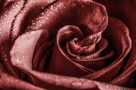 Bloom rose center with dew drops. Desaturated.の写真素材