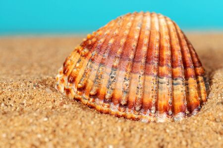 Holiday concept. Sea shell on sand with blue sky in background. Close up.の写真素材