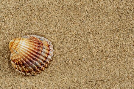 Sea clam in the sand. Top view. Close up.