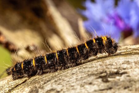 Caterpillar on a piece of wood with a blue flower with a blurred background.の写真素材