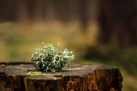 A  lichen on a stump in a forest with a blurred background.の写真素材