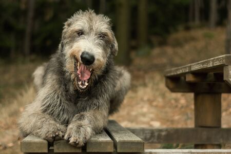 Irish Wolfhound, big gray yawning dog lying on a bench in the woodsの写真素材