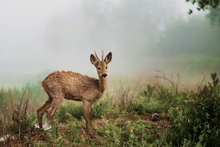 A young roebuck on the shore of a pond at a foggy morning.の写真素材