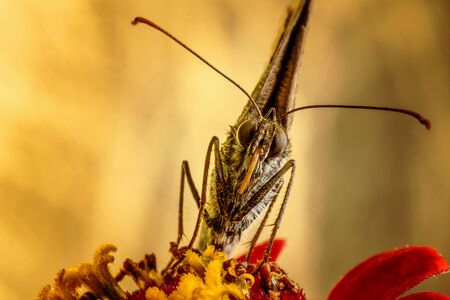 Butterfly on red flower with golden blurred background. Front macro shot of head.の写真素材