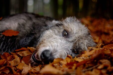 Irish Wolfhound. A big gray dog â€‹â€‹lying in a falling foliage.