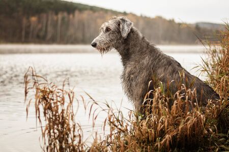 Irish Wolfhound. Big gray dog sitting on the river bank.の写真素材