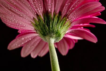 Pink gerbera with water drops. Detail, bottom view. Black background.の写真素材