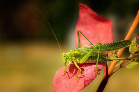 Grasshopper on a red leaf with a blurred background. Macro shot.の写真素材