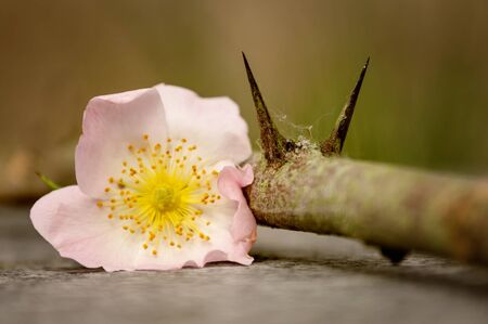 flower rosehip with two spikes on a marble board with blurred green backgroundの写真素材