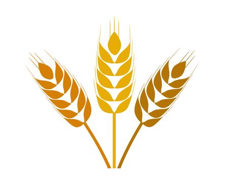 Illustration of three golden ear grain with different shades isolated on white background.の写真素材