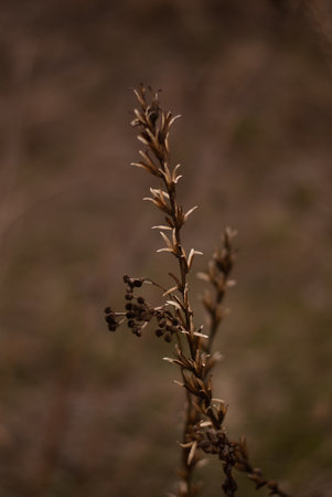 Dry grass on a meadow in autumn. Close-up.の写真素材