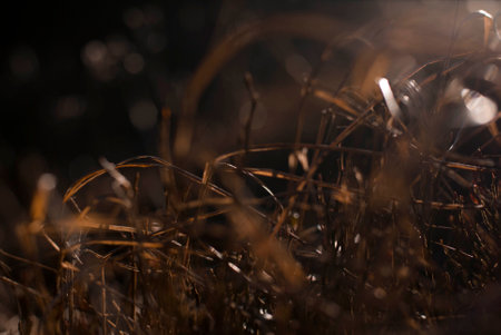 View on dried plants in sunset light in mountains