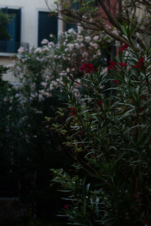 View of green plants with white and red flowersの写真素材