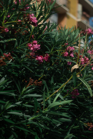 View of pink flowers on bushes near road in front of blue skyの写真素材