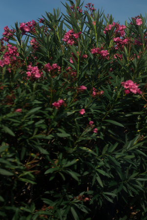 View on pink flowers on bushes near road in front of blue sky