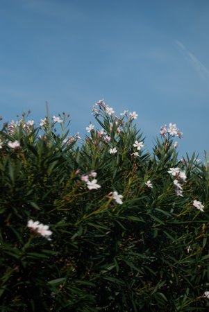 Close up of white flowers near roadの写真素材