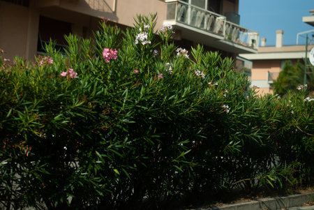 View of bushes with white and pink flowers in sunny dayの写真素材