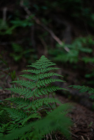 View on fern in the forest in mountains in Alps