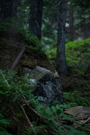 View on stones on the ground in forest in Alpsの写真素材