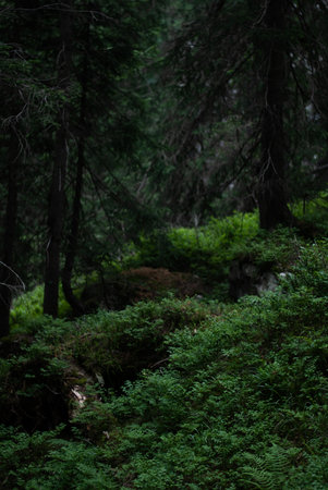 View on fir trees in forestの写真素材