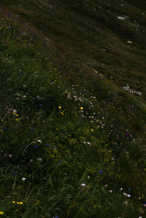 Flowers and plants in Alpsの写真素材