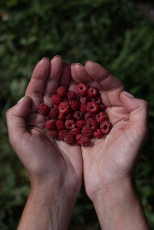 View on raspberries in hands of a woman on the background of grass