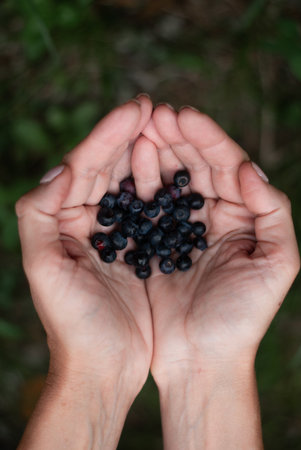 Bilberries in hands of a woman on green backgroundの写真素材