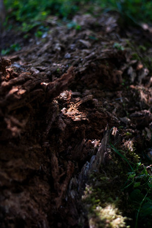Close up of an old tree stump in the forest. Selective focus.