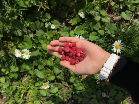 Hand holding a bunch of raspberries on a background of daisies