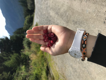 Raspberries in the hand of a girl on the background of mountainsの写真素材