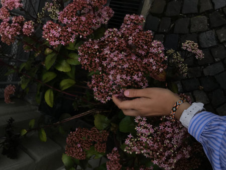 Hands of women holding a hydrangea flower in the garden