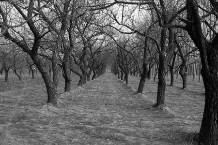 Closeup of trees in the fieldの写真素材