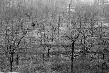 Dried trees near the villageの写真素材
