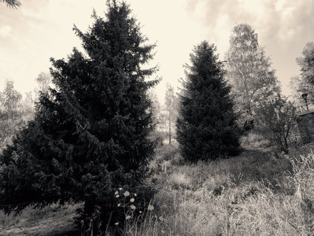 black and white nature photo. Trees, shrubs and grasses grow on the mountainside. Sunny autumn day.の写真素材