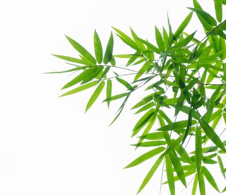 Bamboo leaves isolated on white background.の写真素材