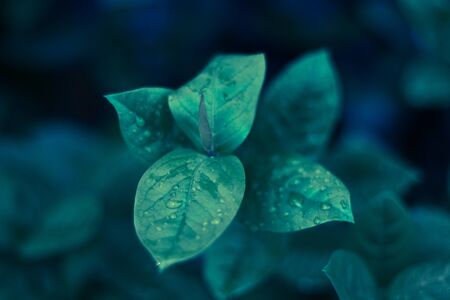 Close Up natural dark green leaf plants after rain using as background and wallpaperの写真素材