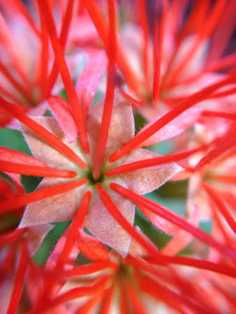 Sweet flowerの素材