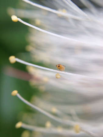 tiny insect on plant