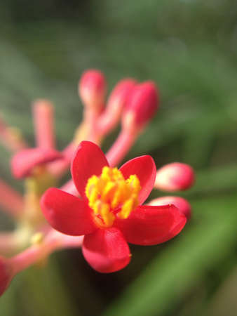 Beautiful flowerの素材