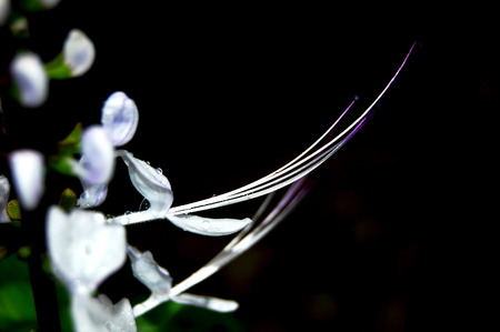 Flower Macro Black Background 2の写真素材
