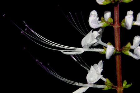 Flower Macro Black Background 1の写真素材