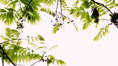 greenの写真素材