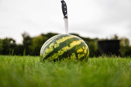 Large watermelon bright red slice of watermelon on green grass in a forest on the nature in the summer lying on the field stripe ballの写真素材
