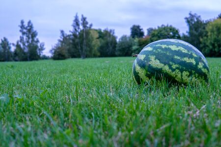 Large bright red watermelon, slice of watermelon, green grass against wood outdoors in the summer lies on the field striped ballの写真素材